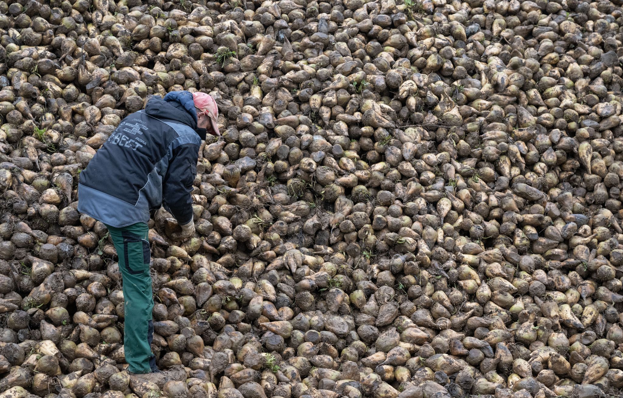 Wie eine Zikade Zuckerrüben und Kartoffeln bedroht