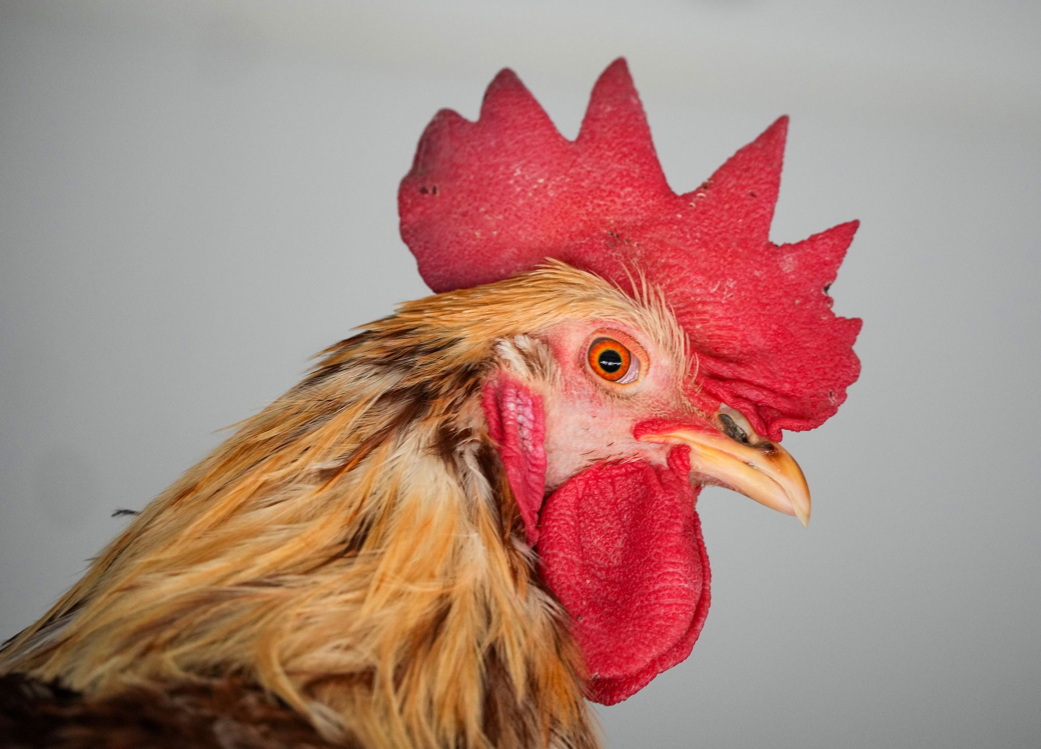 Strengere Regeln für Hahneköppen im Bergischen Land