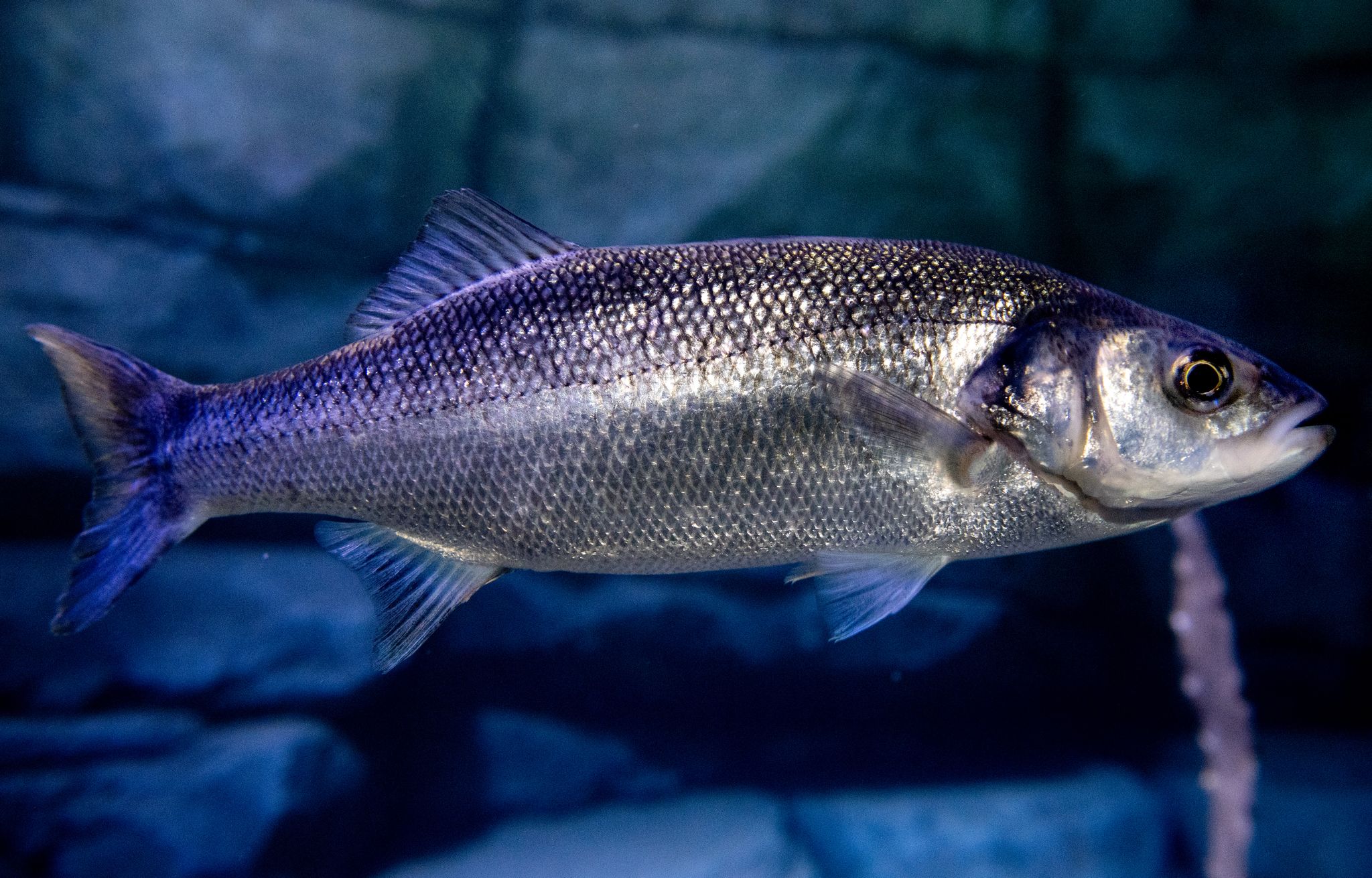 Angel-Fieber auf Zypern: Massenflucht von Wolfsbarschen aus Fischfarm