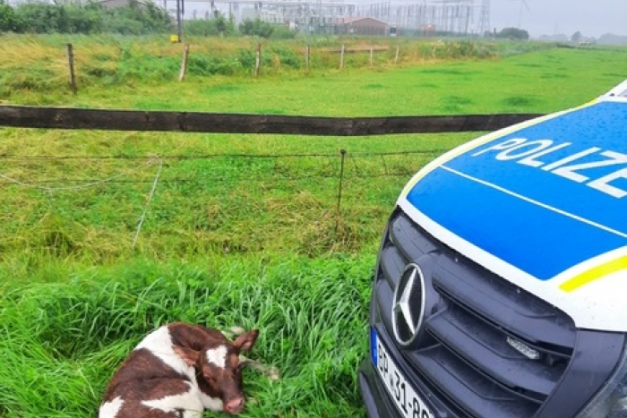 Glück im Unglück: Kalb am Gleis