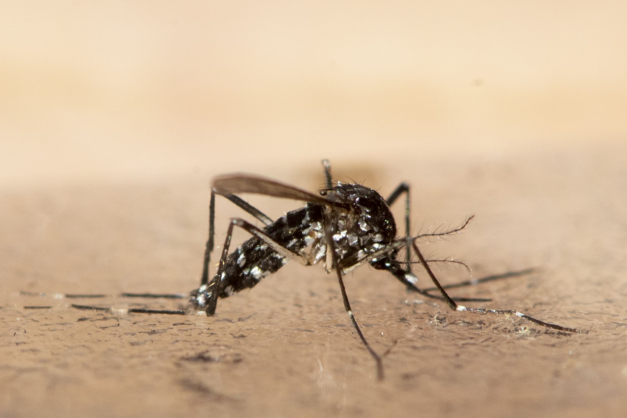 Chikungunya breitet sich in China aus – WHO warnt global