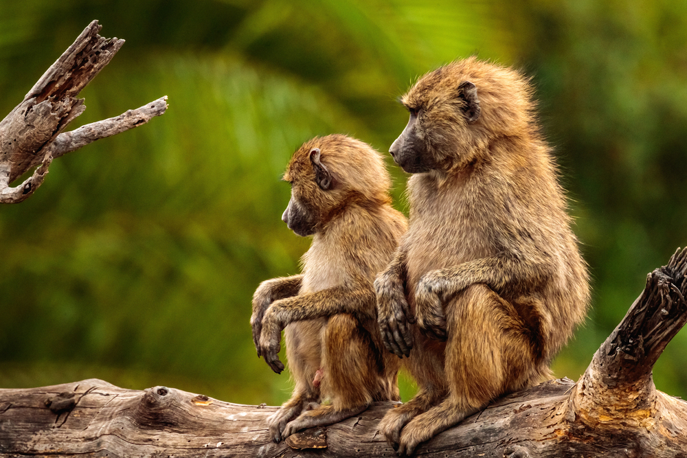 Zoo-Skandal! Bis zu 20 Paviane sollen erschossen und verfüttert werden