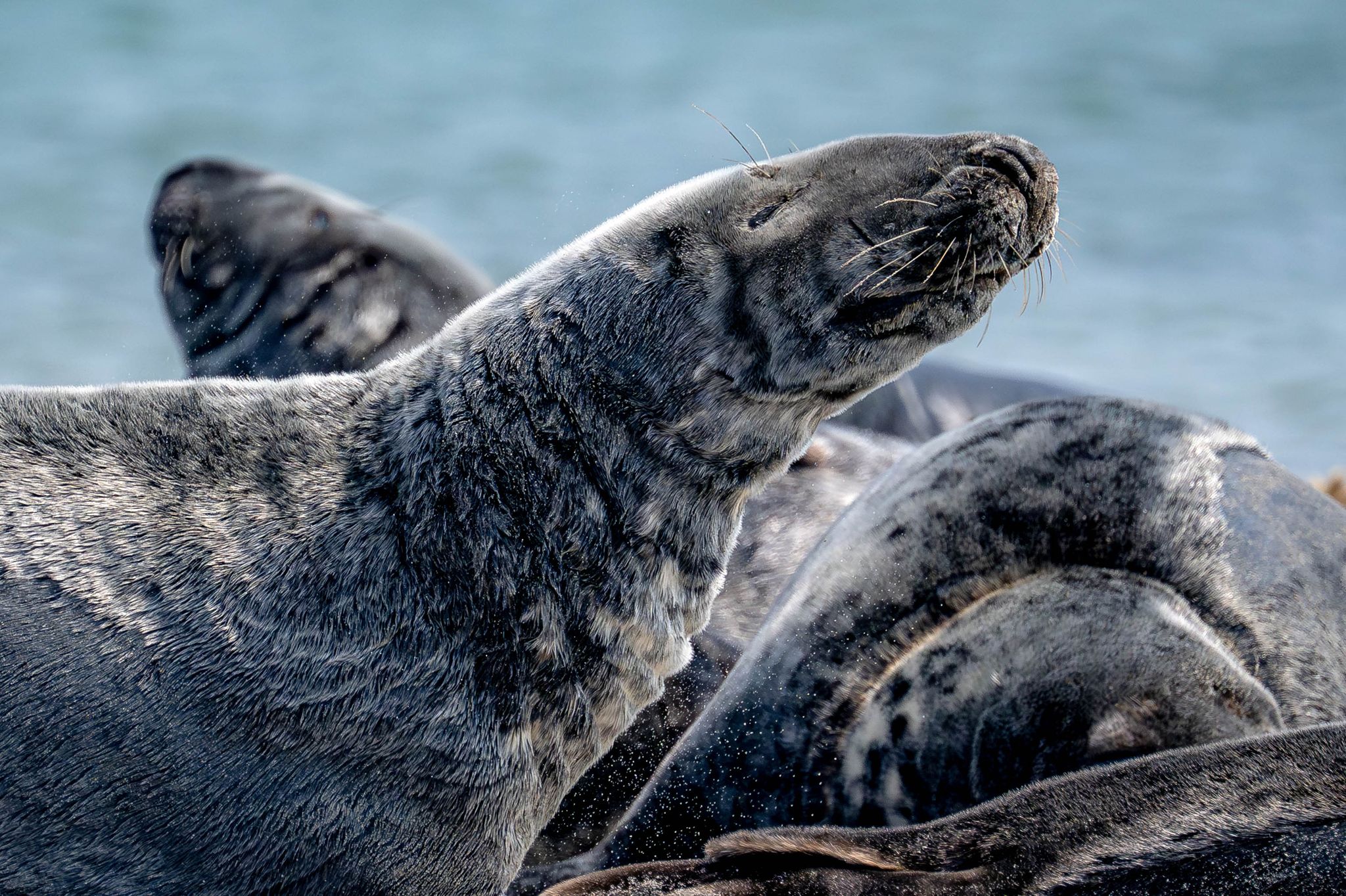 Anzahl der Kegelrobben im Wattenmeer steigt weiter an