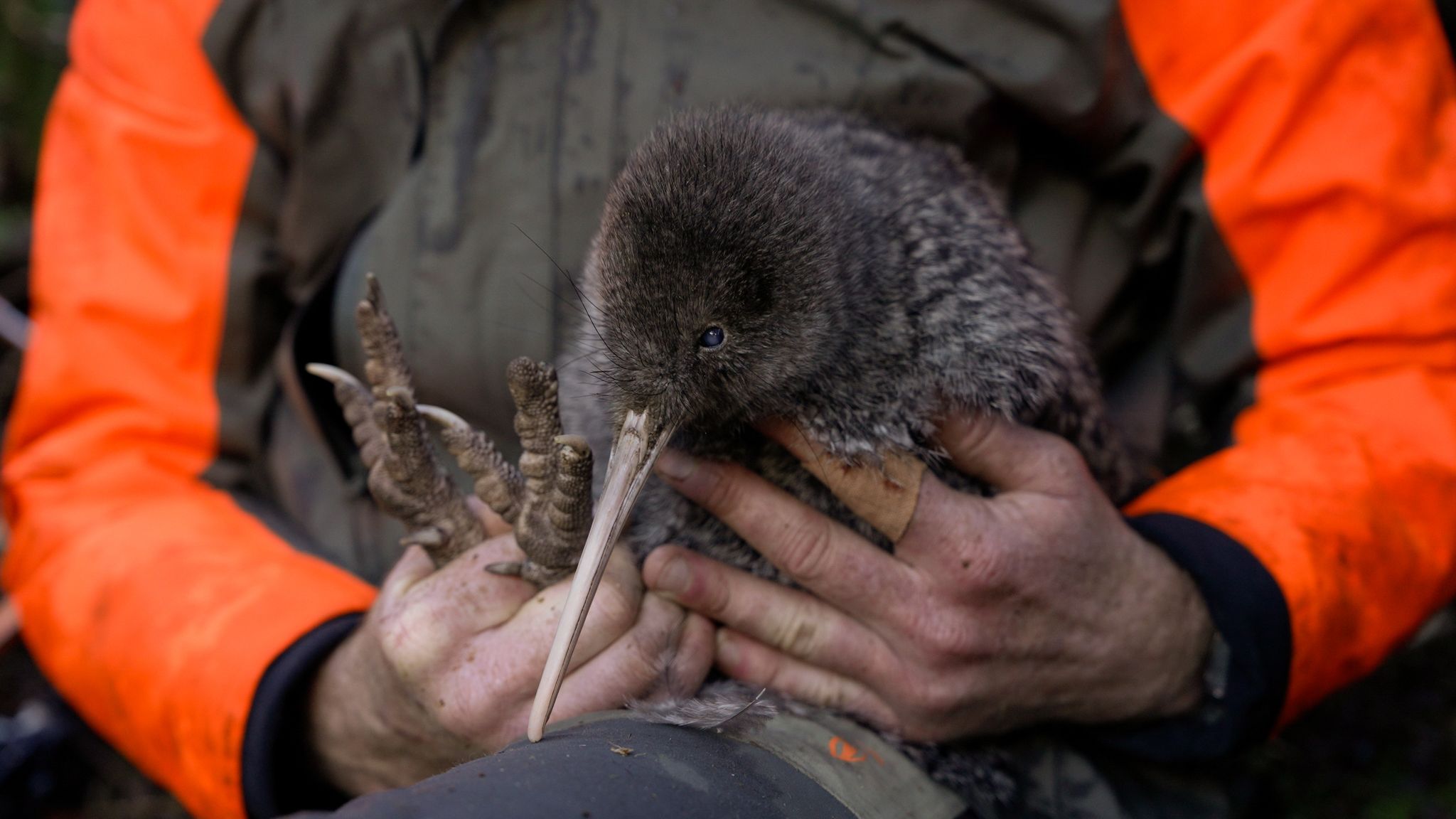 Extrem seltener Kiwi Pukupuku auf neuseeländischem Festland gesichtet
