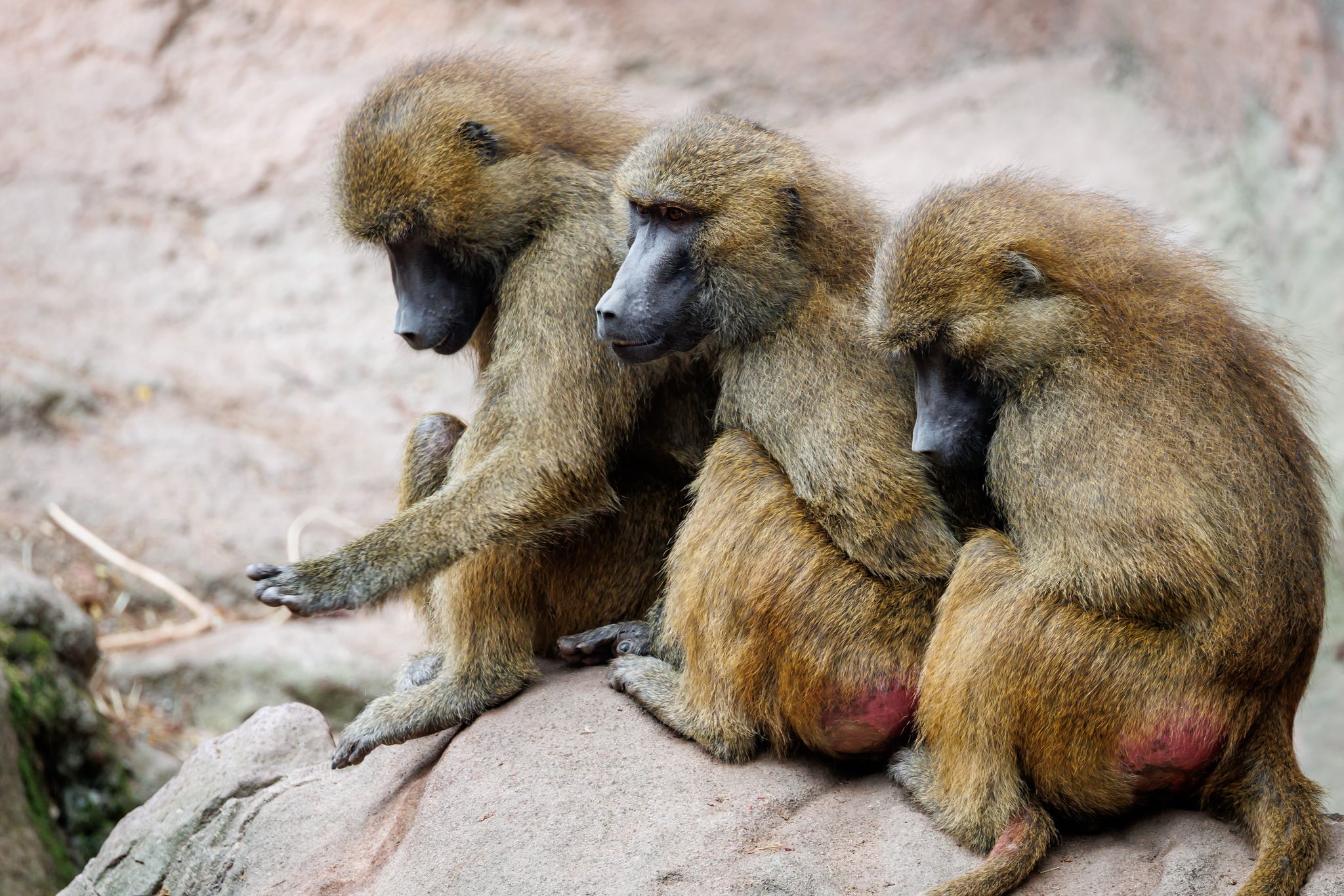 Wieso sollen Paviane im Nürnberger Tiergarten sterben?