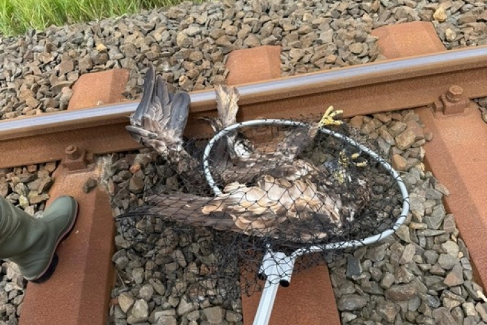 Husum: Seeadler aus den Gleisen geborgen