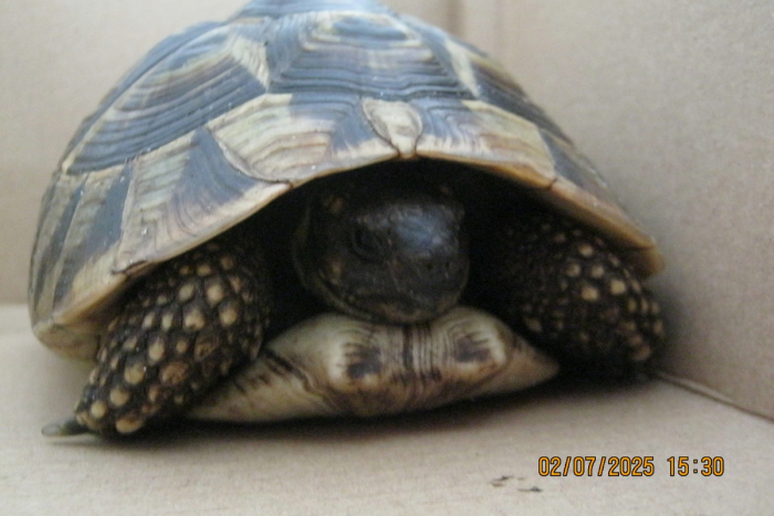 Risum-Lindholm: Verirrte griechische Landschildkröte gefunden