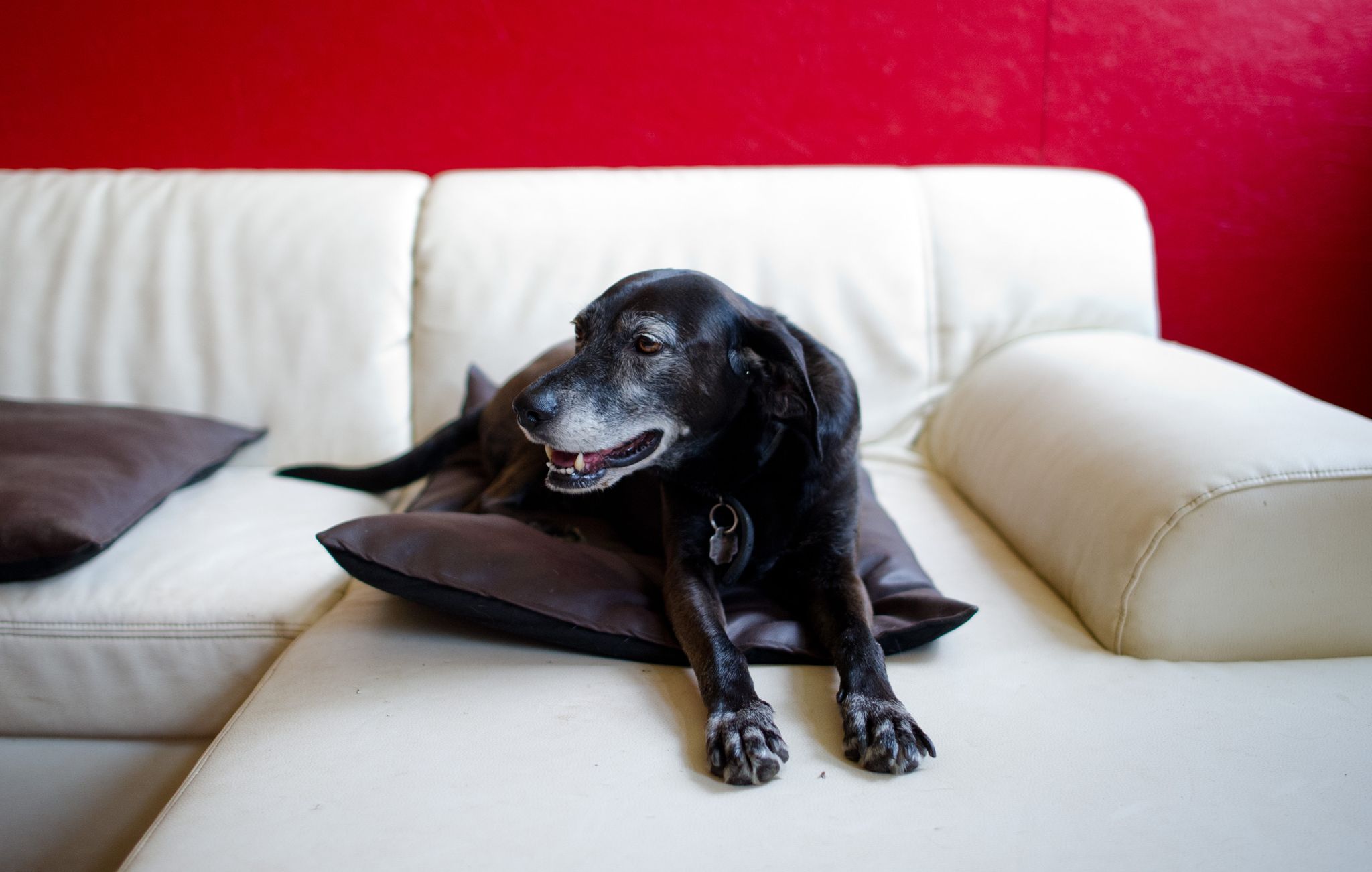 TV für Hunde? – Was Vierbeiner vor dem Bildschirm erleben