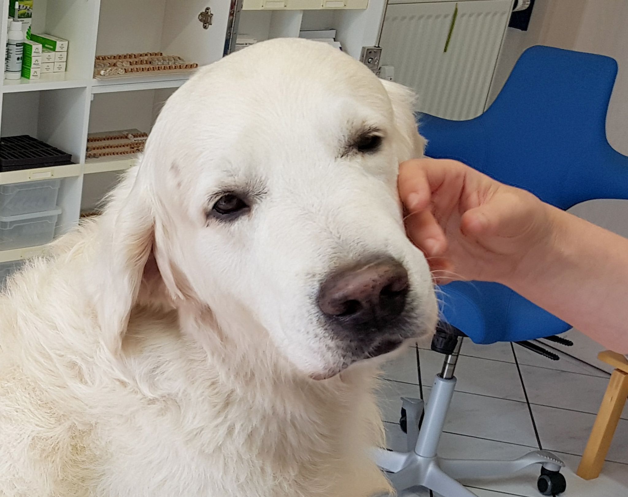 Trainierte Hunde können Parkinson erschnüffeln