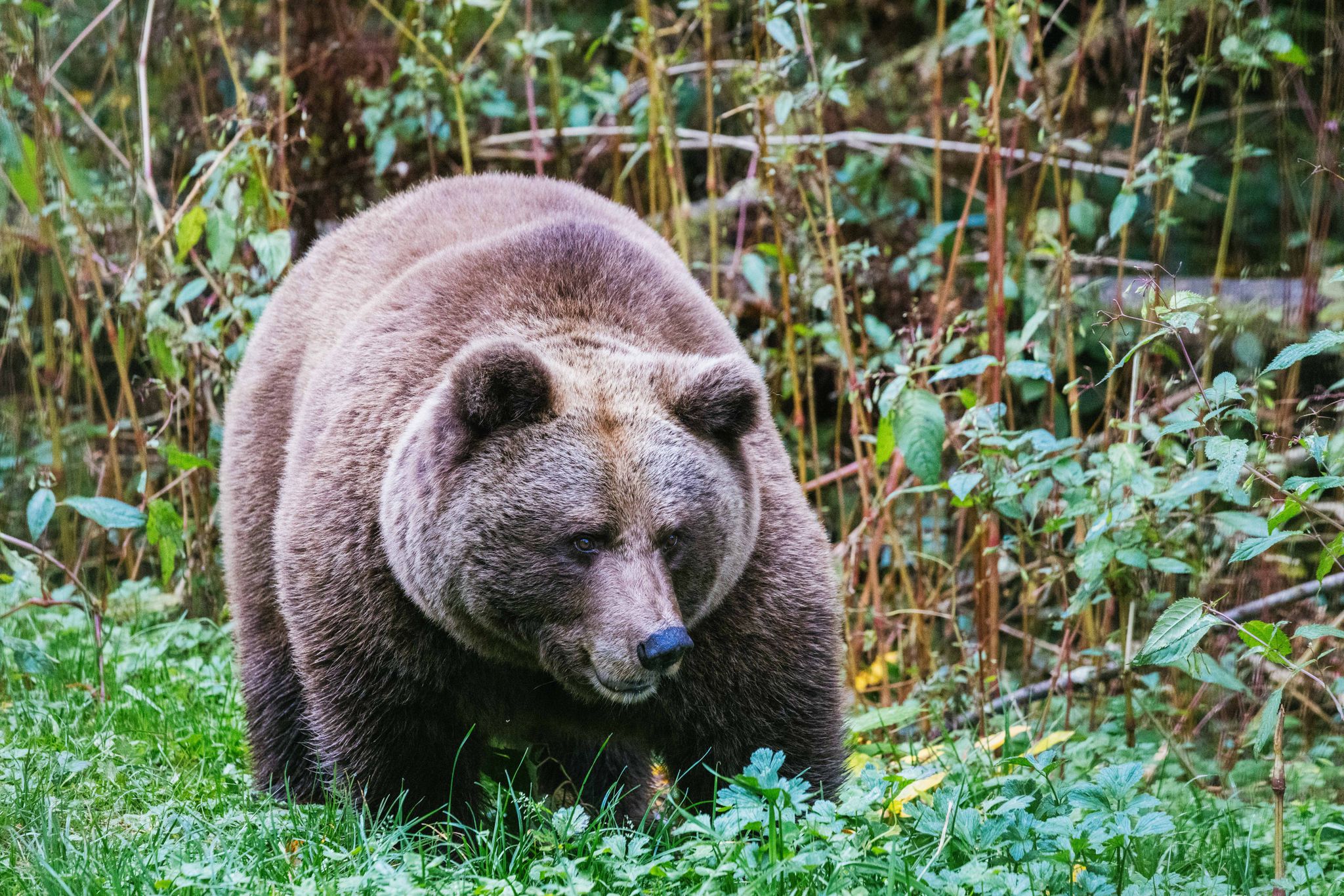 «Problembärin» Gaia auf Weg in Schwarzwald