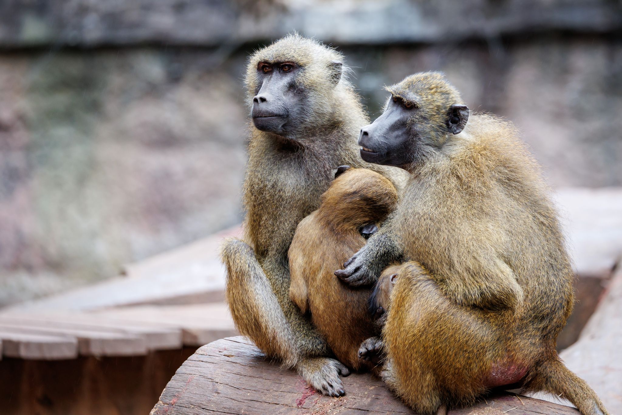 Tiergarten: Müssen Tötung von Pavianen jetzt vorbereiten