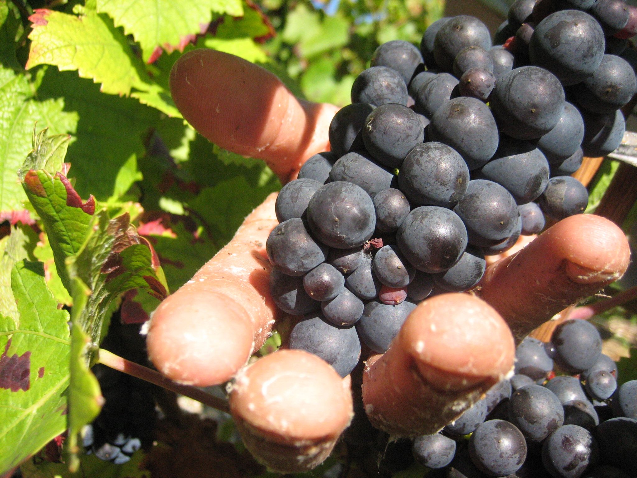 Haft für «Weinlese der Schande» – Erntehelfer ausgebeutet