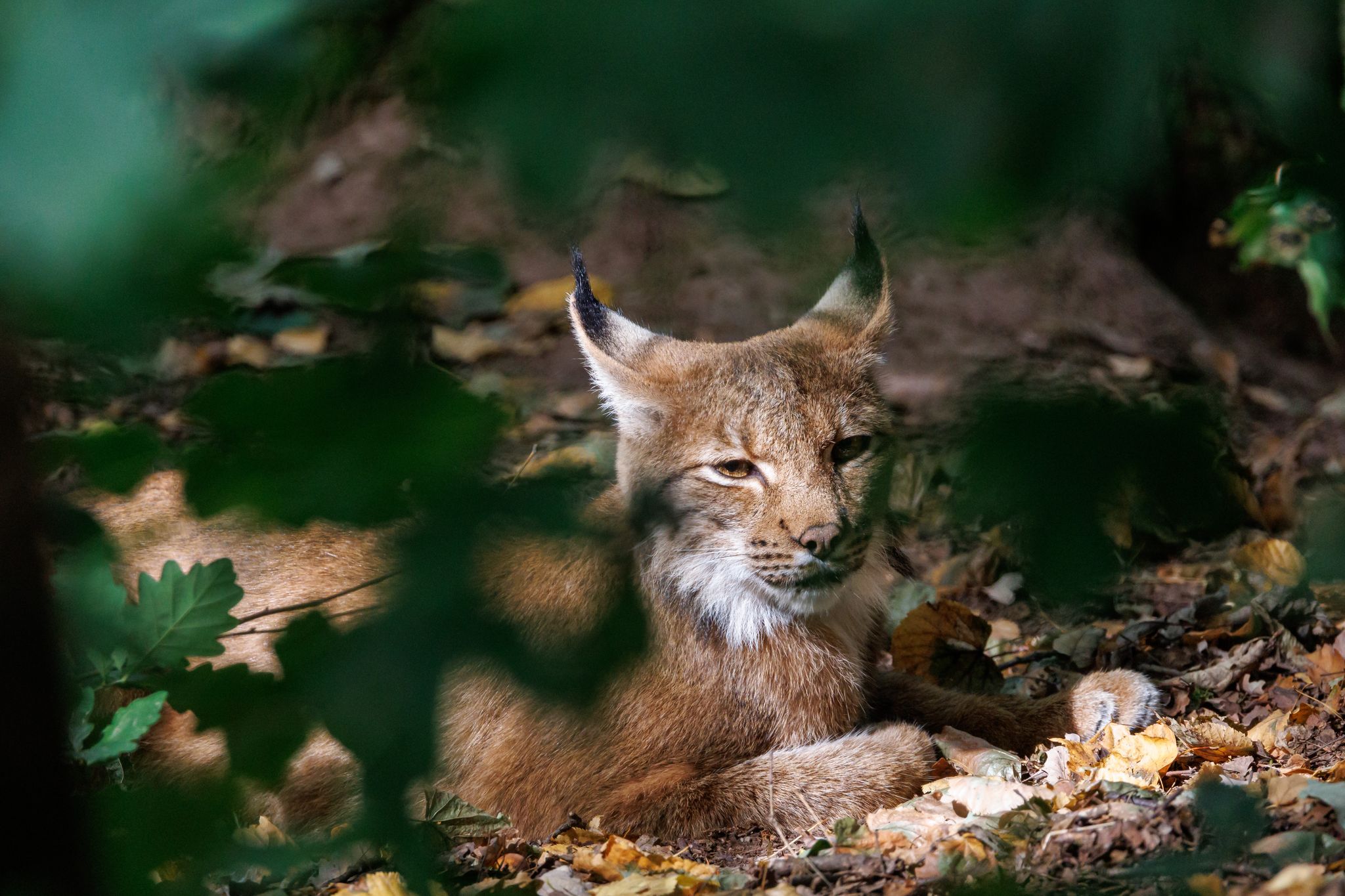 Achter Luchs im Schwarzwald: Das ist Martins Aufgabe