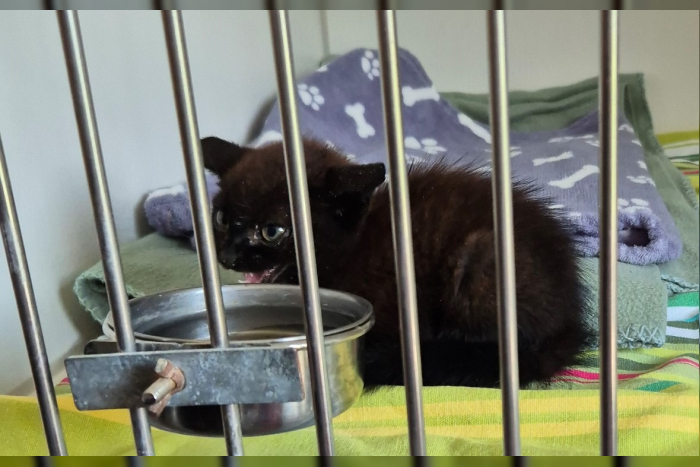 250709.2 Kiel: Aggressive Katze entpuppt sich als Kätzchen