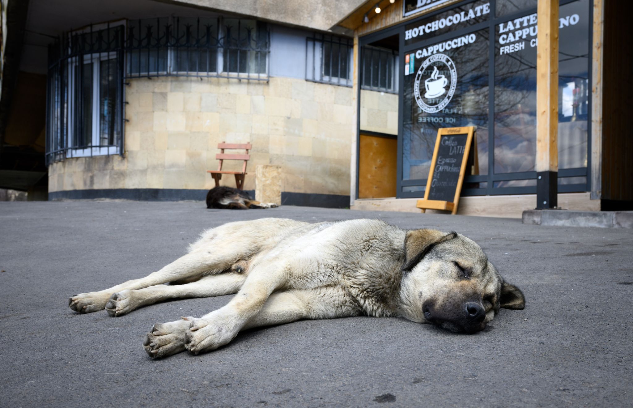 Die dunkle Seite der Straßenhunde-Rettung: Belastender Wohnungsknast statt Freiheit