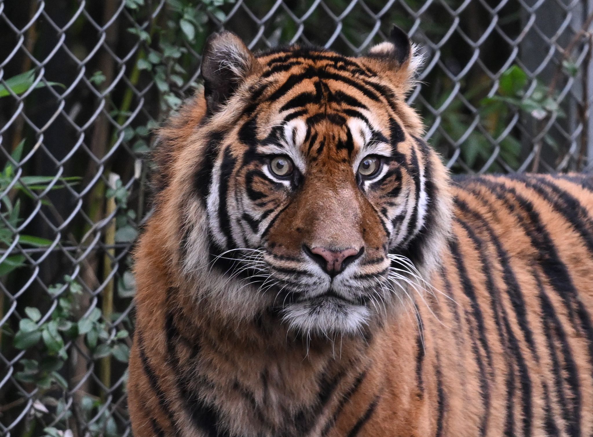 Tödlicher Angriff: Sumatra-Tiger tötet Kaffeebauer auf Plantage