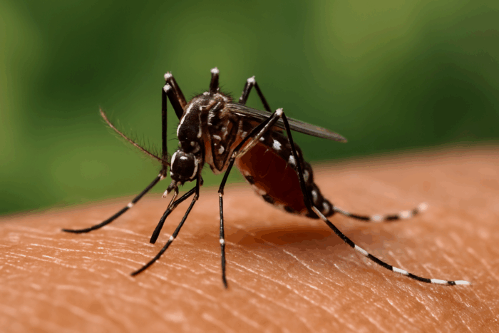 WHO warnt vor weltweiter Chikungunya-Epidemie