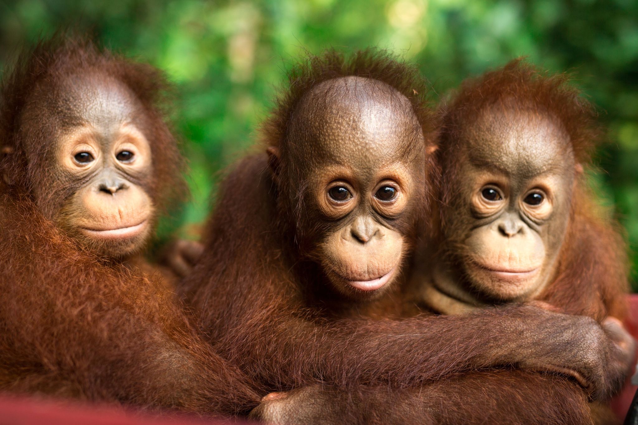 Orang-Utans schützen – vom Frühstück bis zur Fernreise