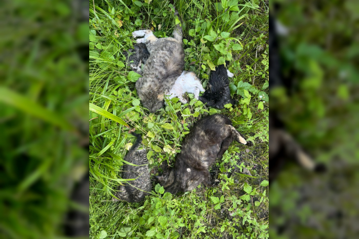 Velgast: Tote Katzen gefunden
