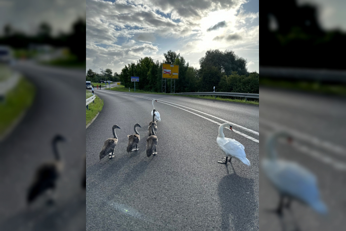 Polizei hilft Schwanenfamilie über die B96 bei Stralsund