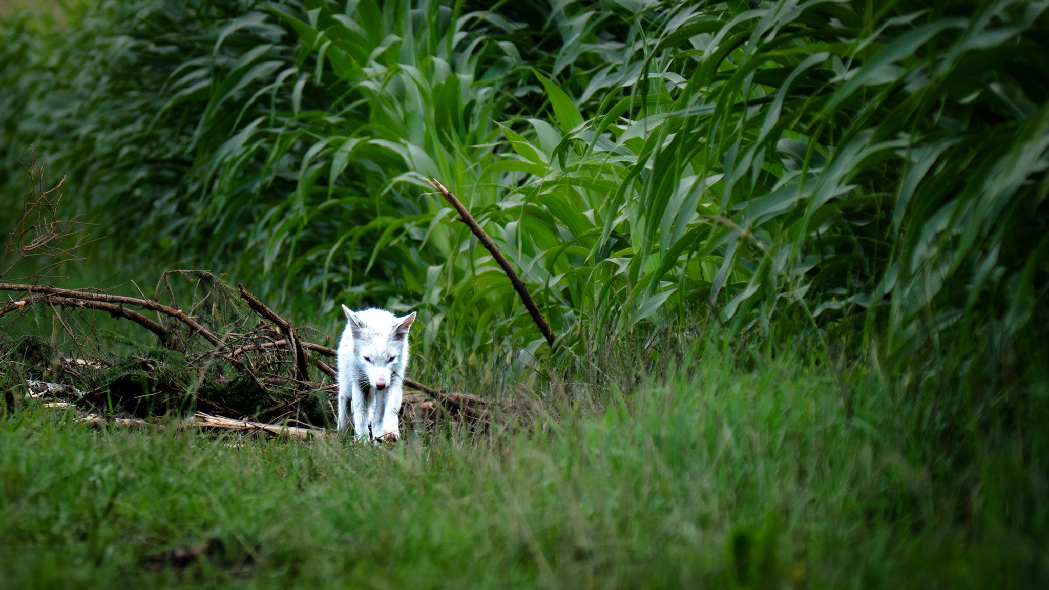 Fotograf entdeckt seltenen weißen Fuchs