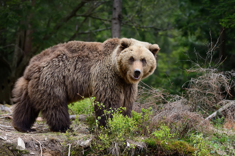 Braunbär tötet Mann beim Wandern