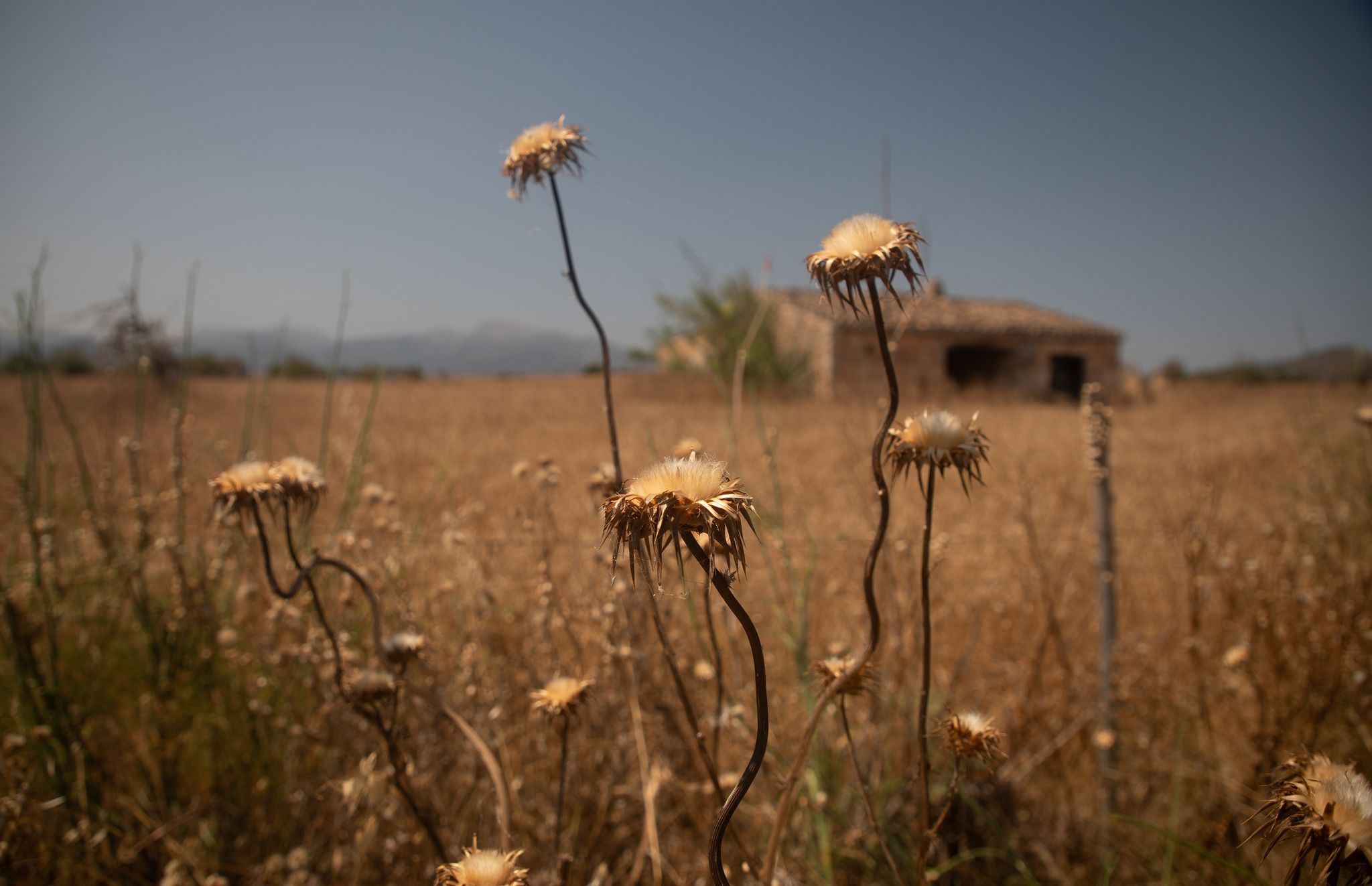 Alarmstufe Rot: Wasserkrise auf Mallorca spitzt sich zu
