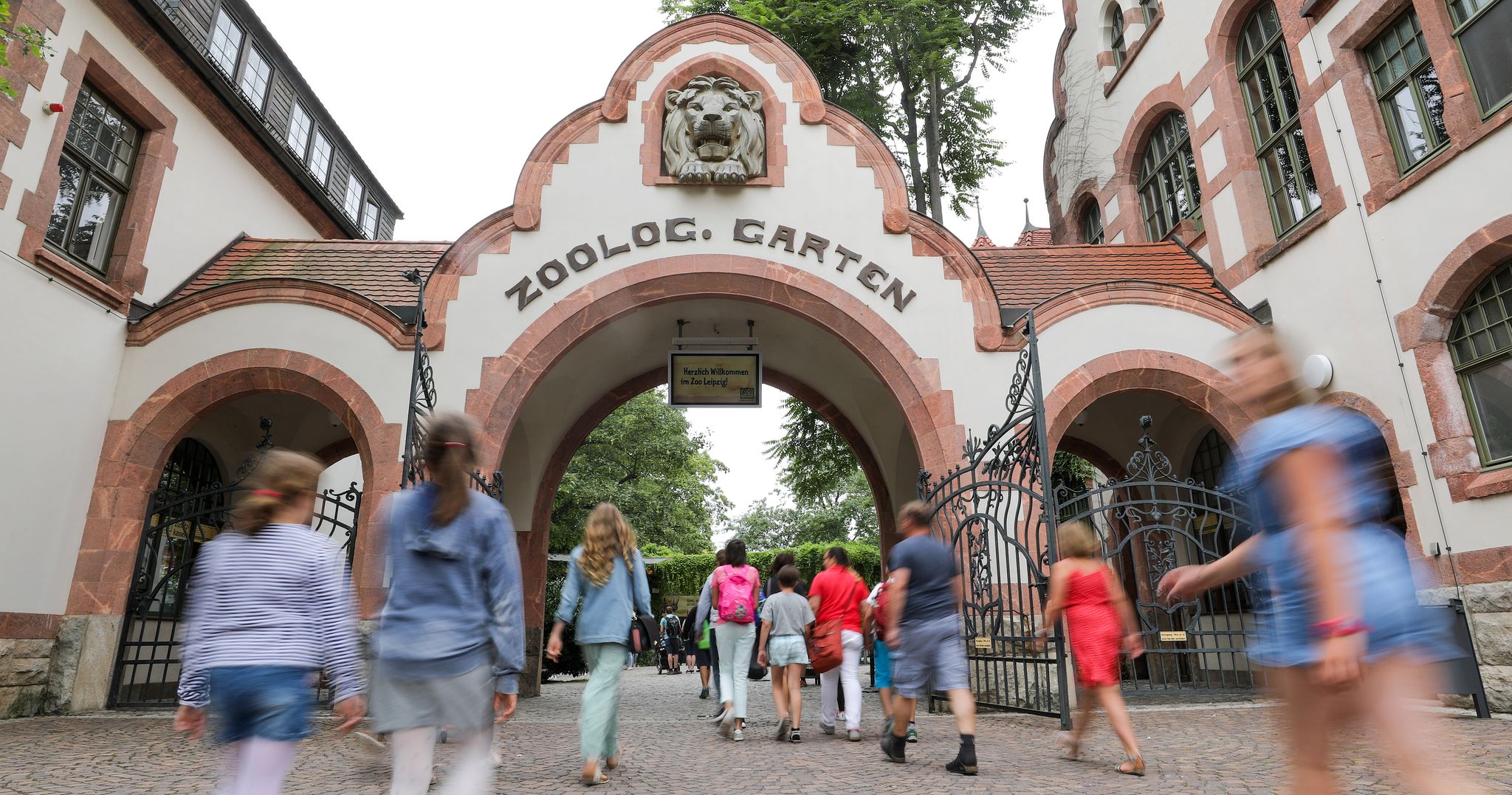 Zoo Leipzig schläfert drei Tigerbabys ein