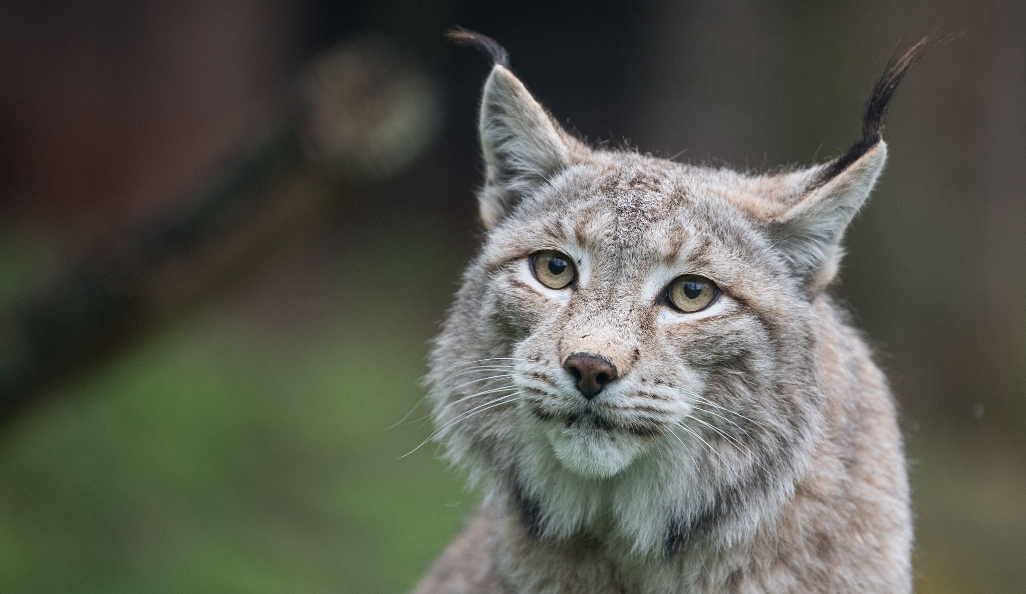 Zoo wirbt um Haustierspenden als Futter für Raubtiere