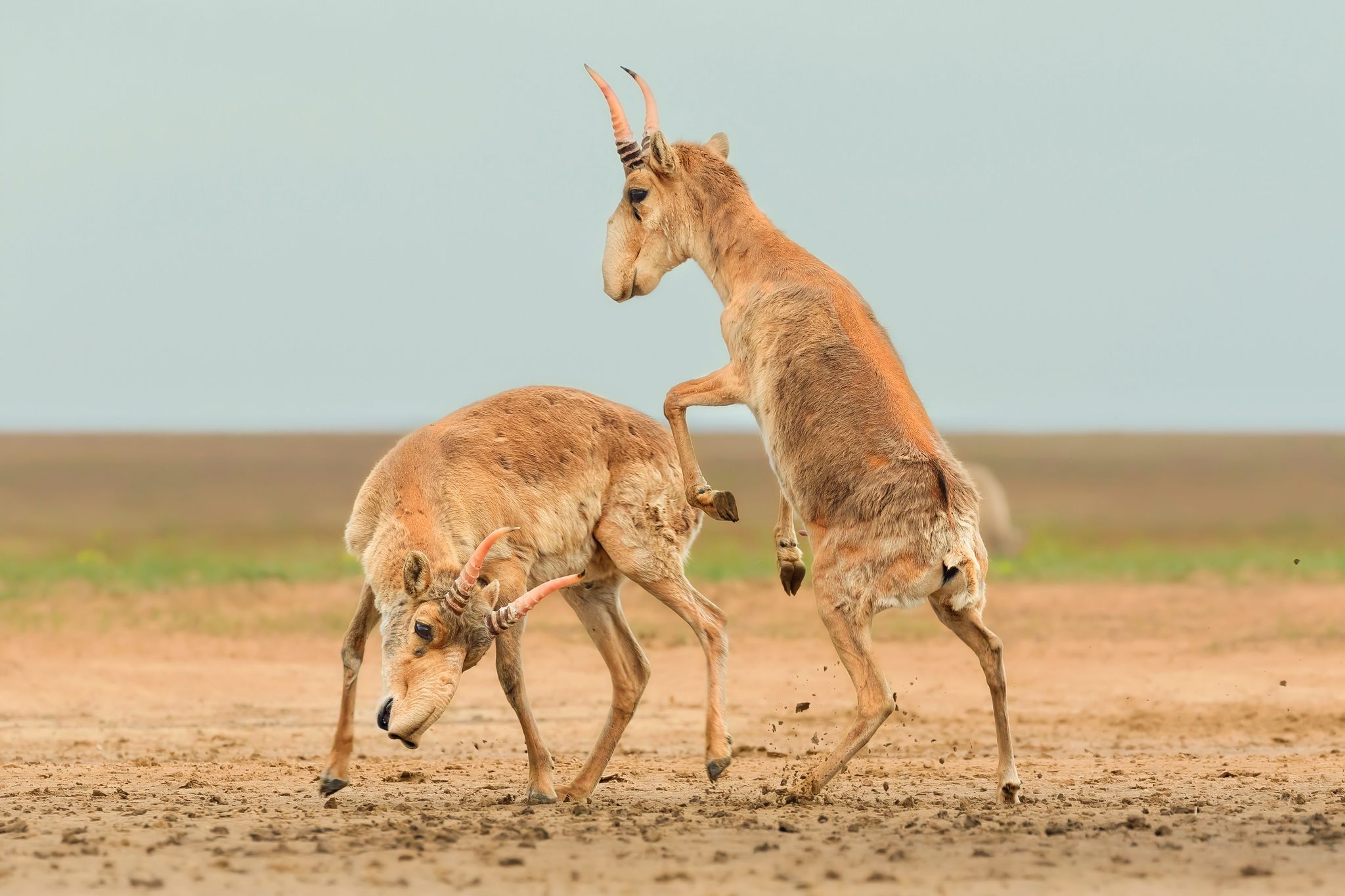 Drohende Käfer und kämpfende Antilopen
