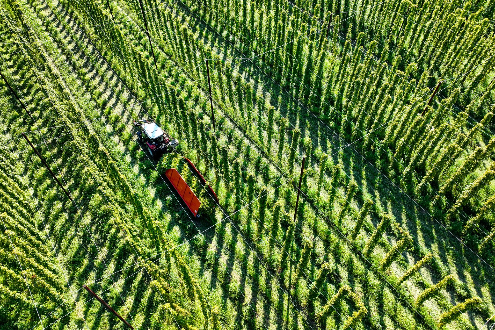 Hopfenernte von Witterung und Krankheiten beeinträchtigt