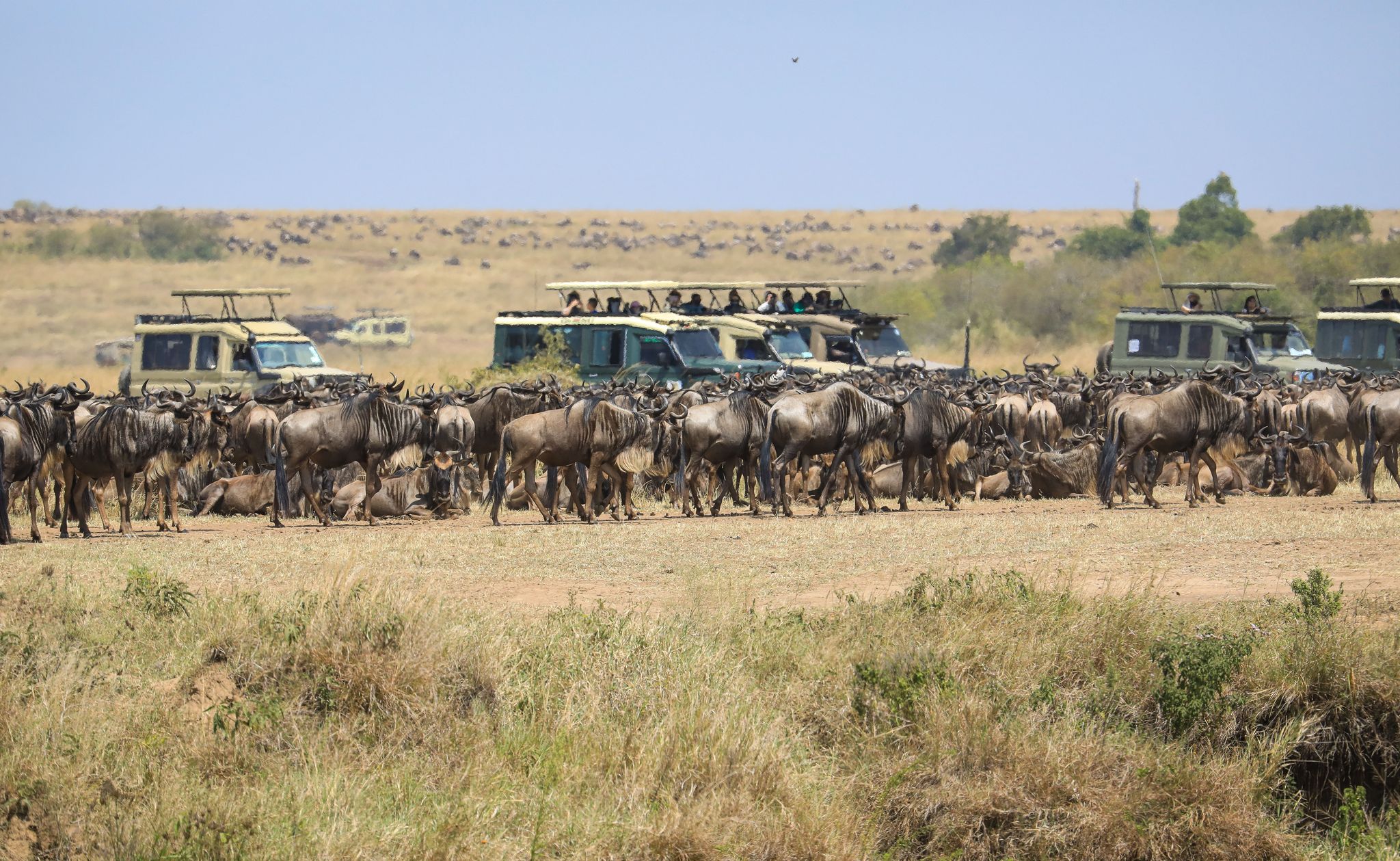 Spektakuläre Wanderung der Gnus – Sorge vor Übertourismus