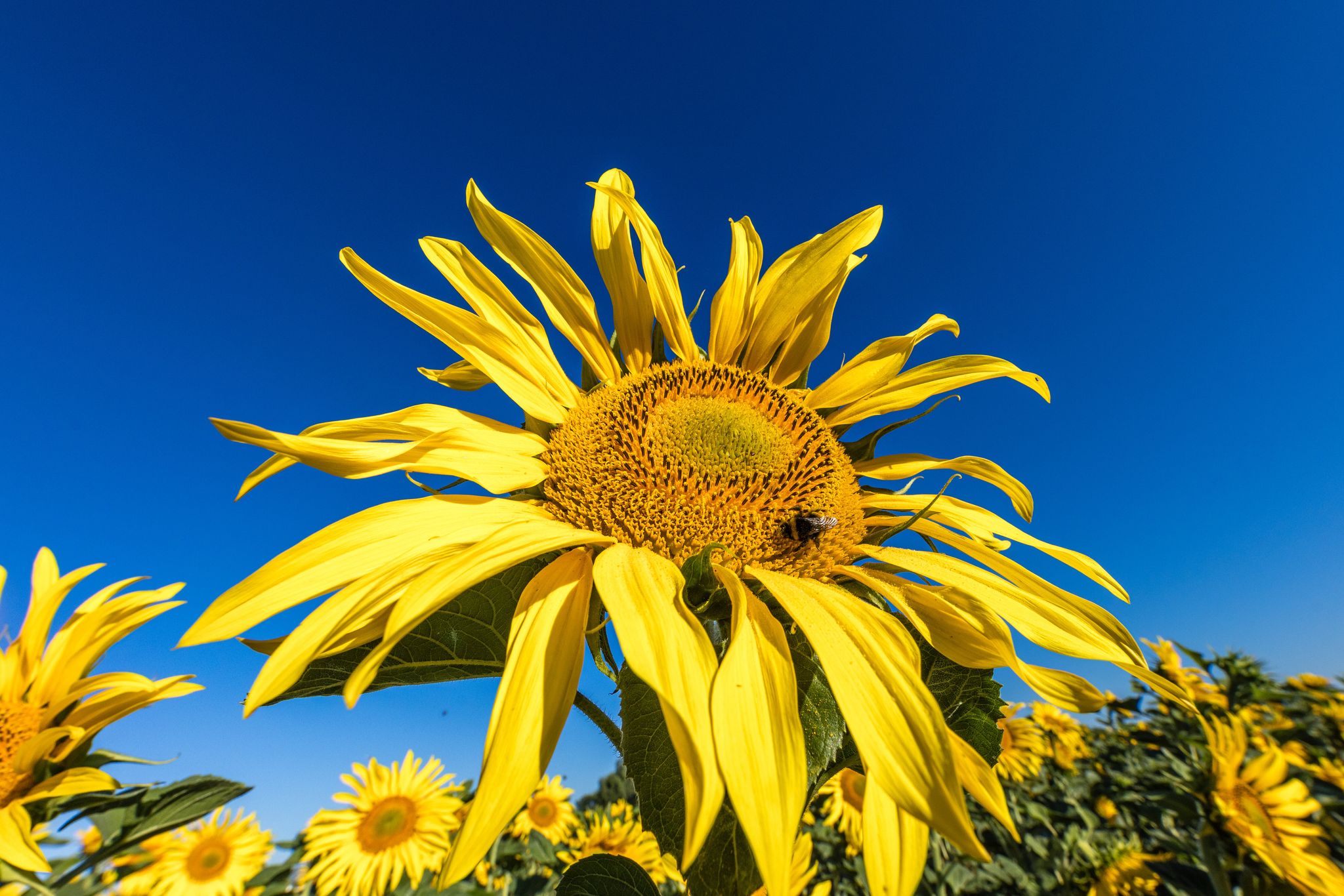 Sommer kehrt zurück: Trocken, sonnig, warm in Deutschland