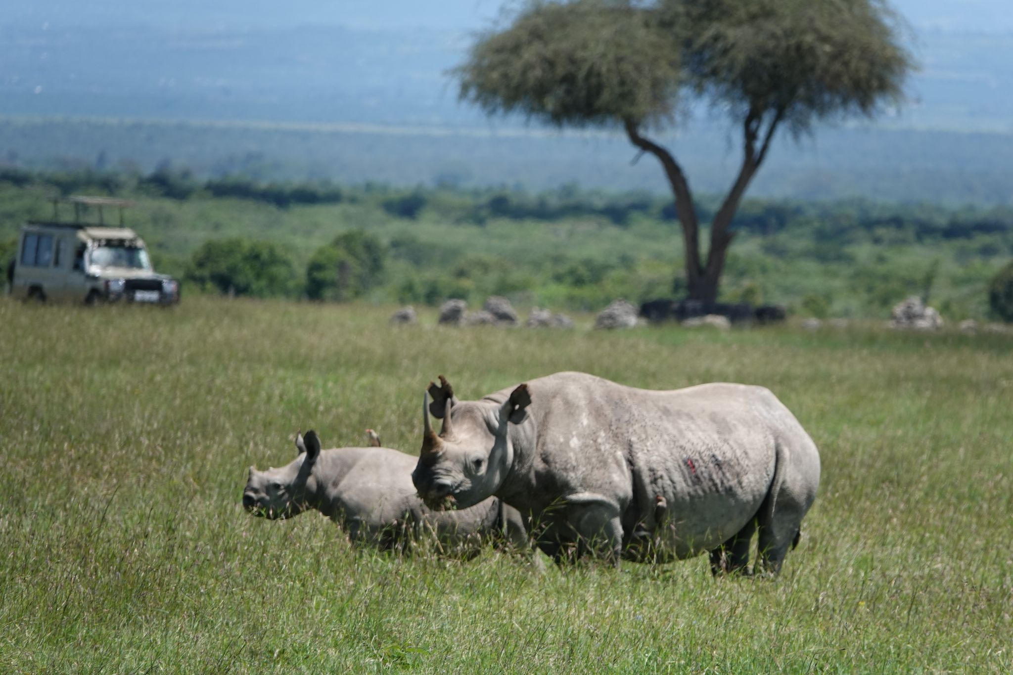 Nashorn-Wilderei in Afrika rückläufig, aber andere Bedrohungen nehmen zu