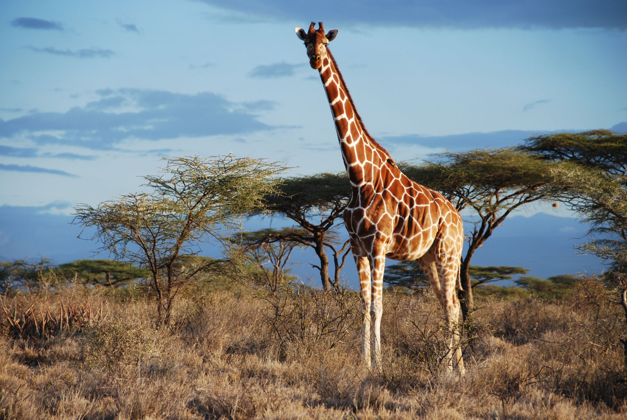Von wegen «die» Giraffe: Vier verschiedene Arten anerkannt