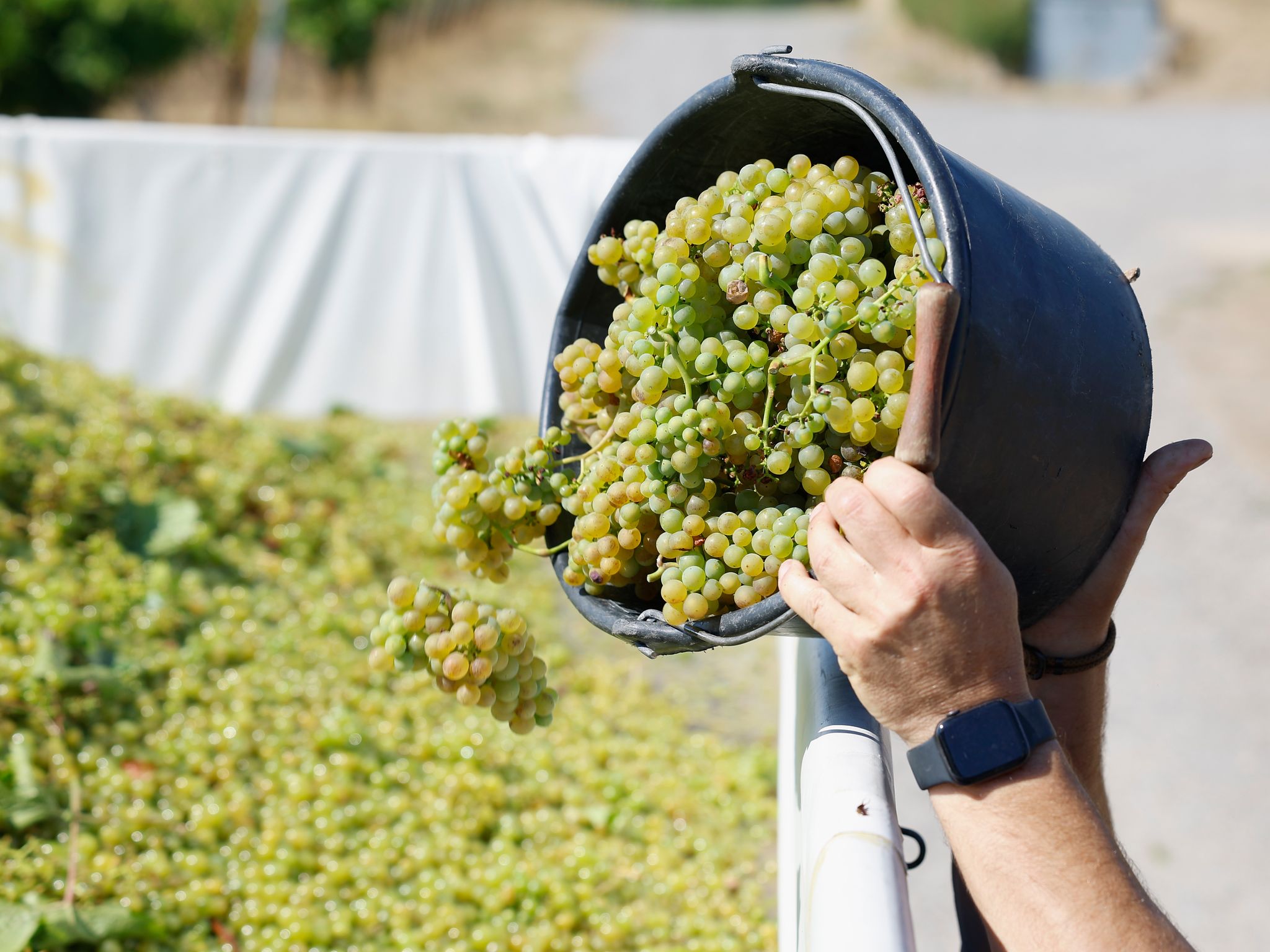 Federweißer: Die prickelnde Vorfreude auf die Weinlese