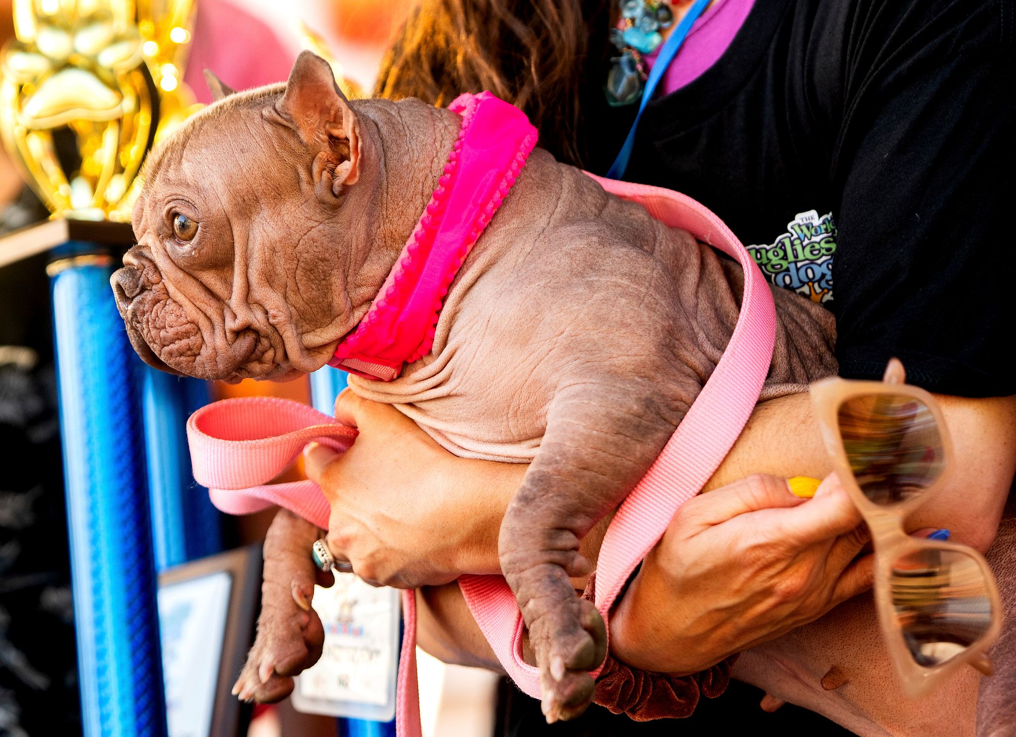 Petunia ist «World’s Ugliest Dog» in Nordkalifornien