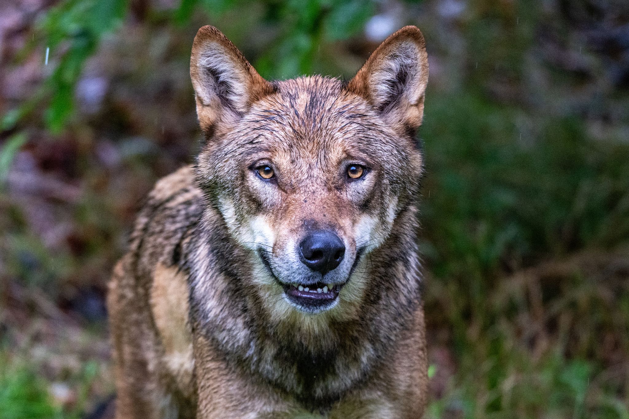 Behörden: Wolf beißt Jungen in den Niederlanden