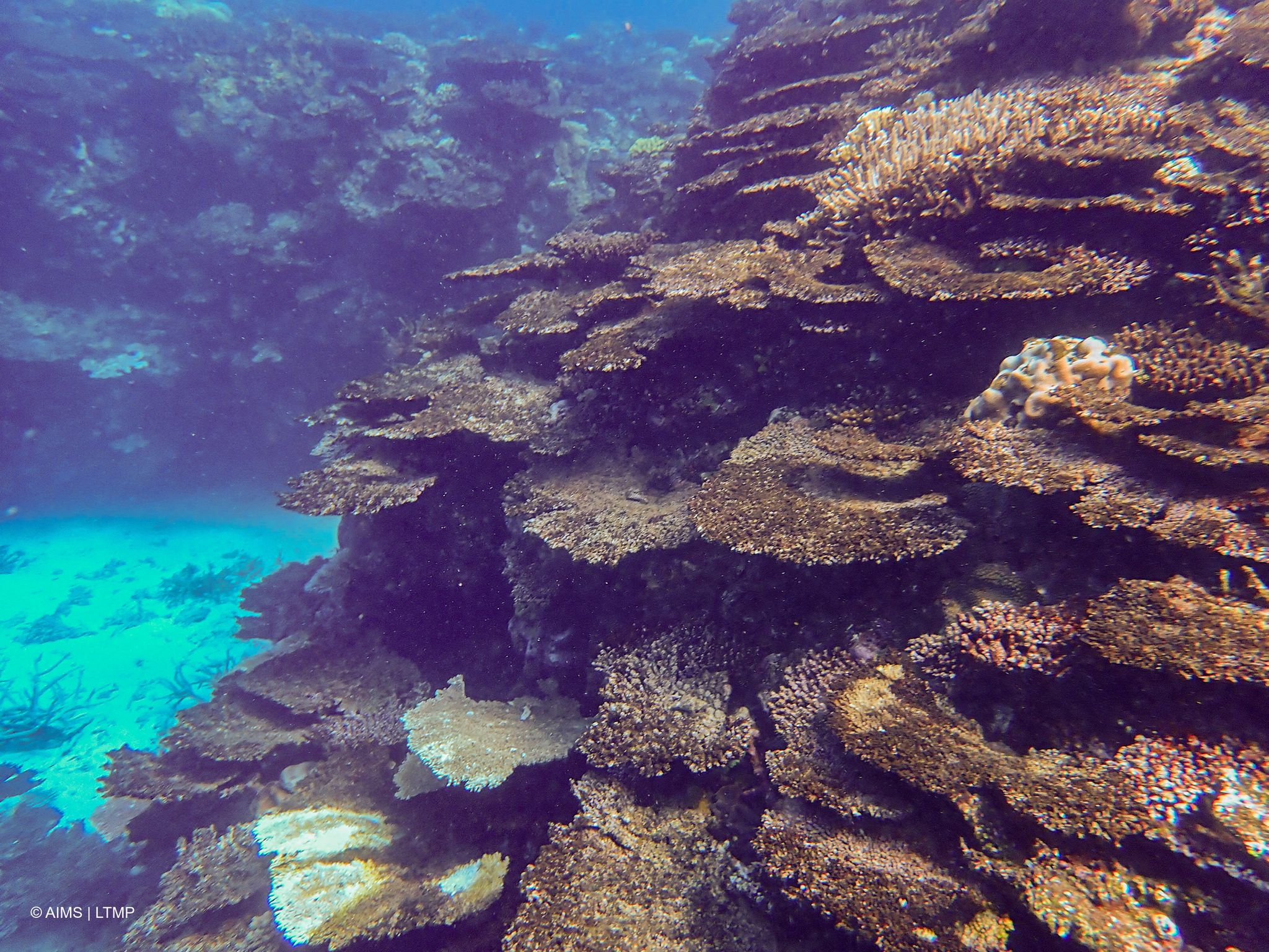 Great Barrier Reef verliert dramatisch an Farbe und Korallen, Hauptursache ist Klimawandel
