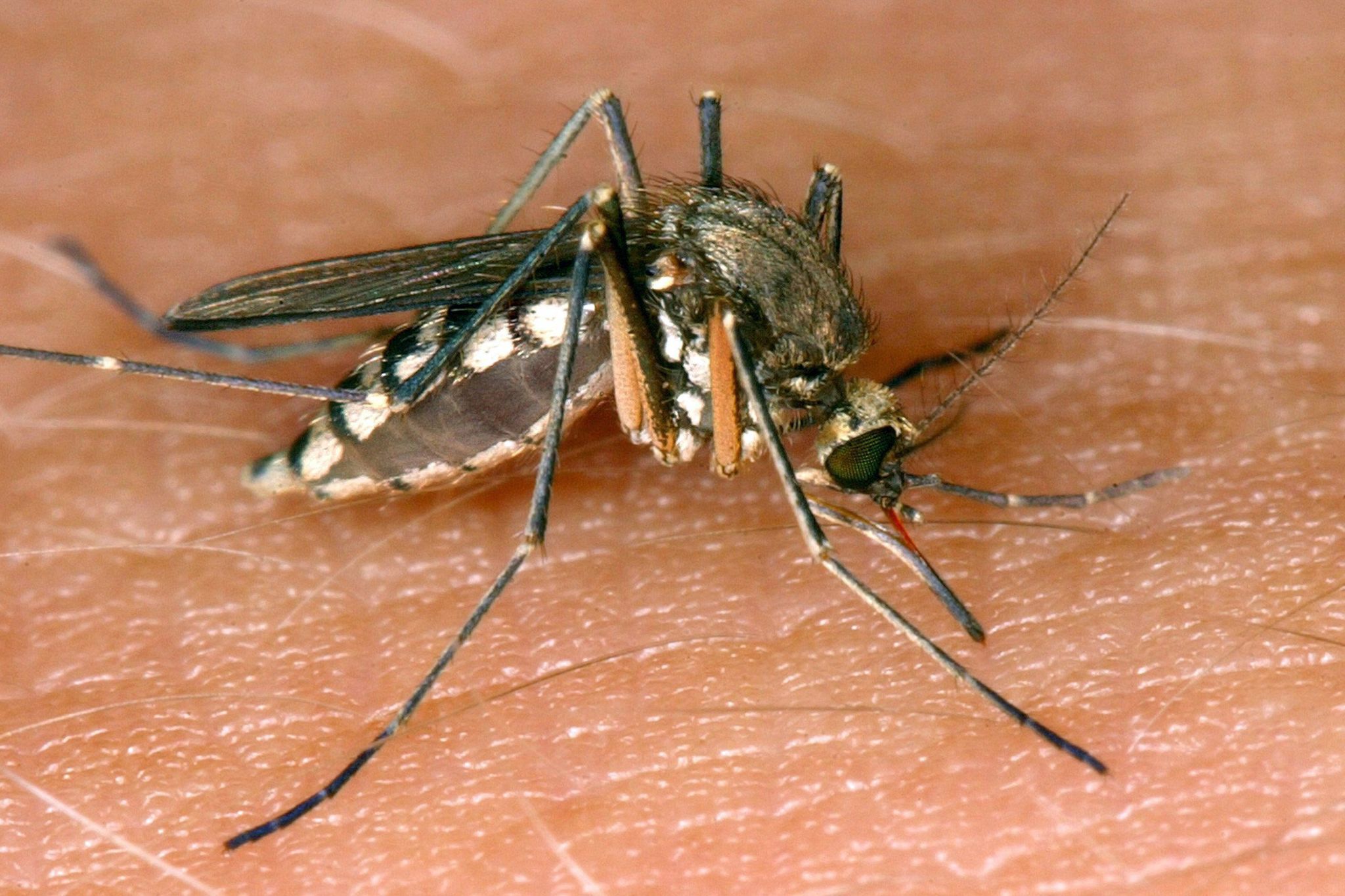 West-Nil-Virus: Drei weitere Todesfälle in Italien