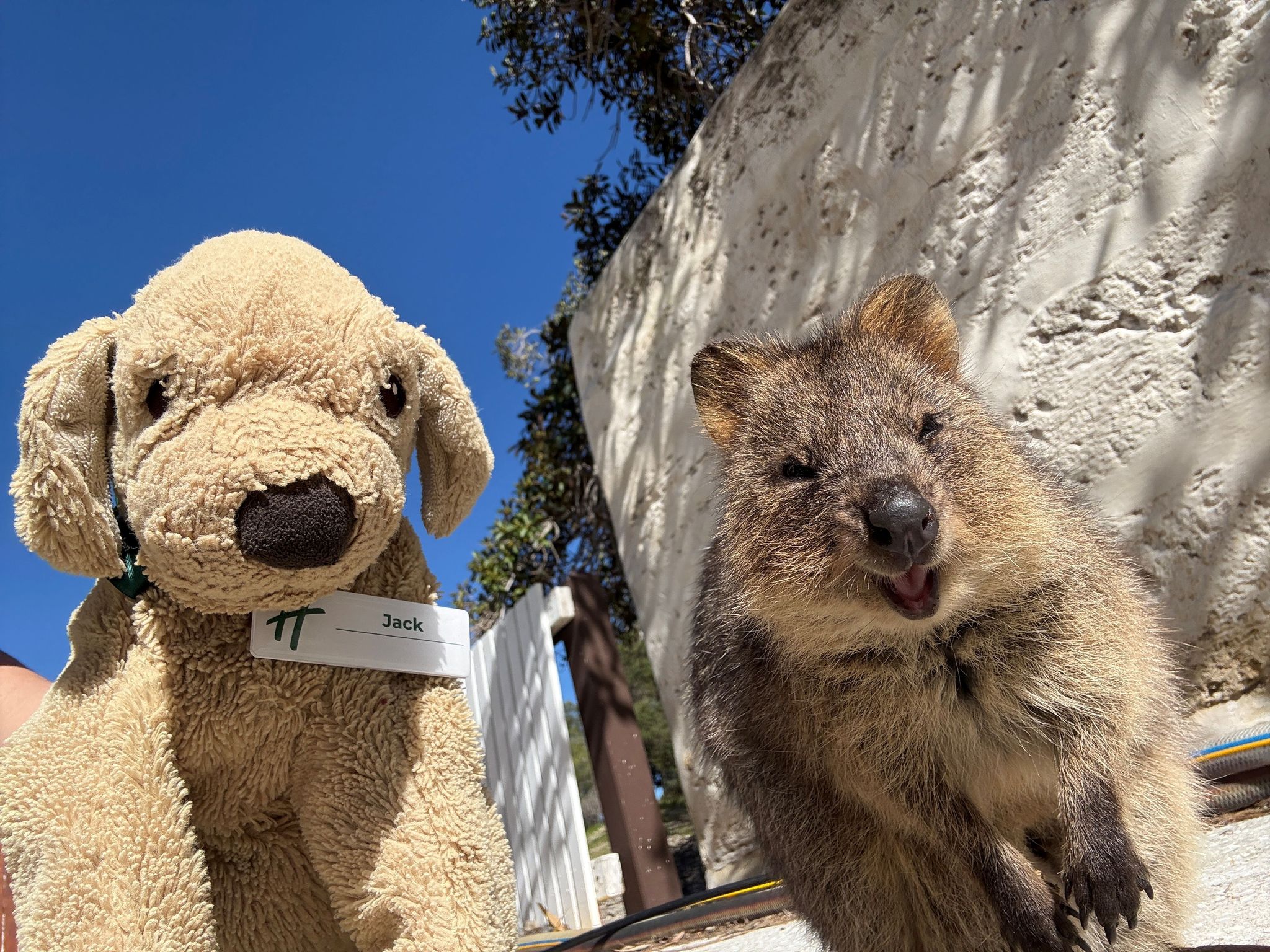 Vergessener Plüschhund Jack wird Internetstar in Australien