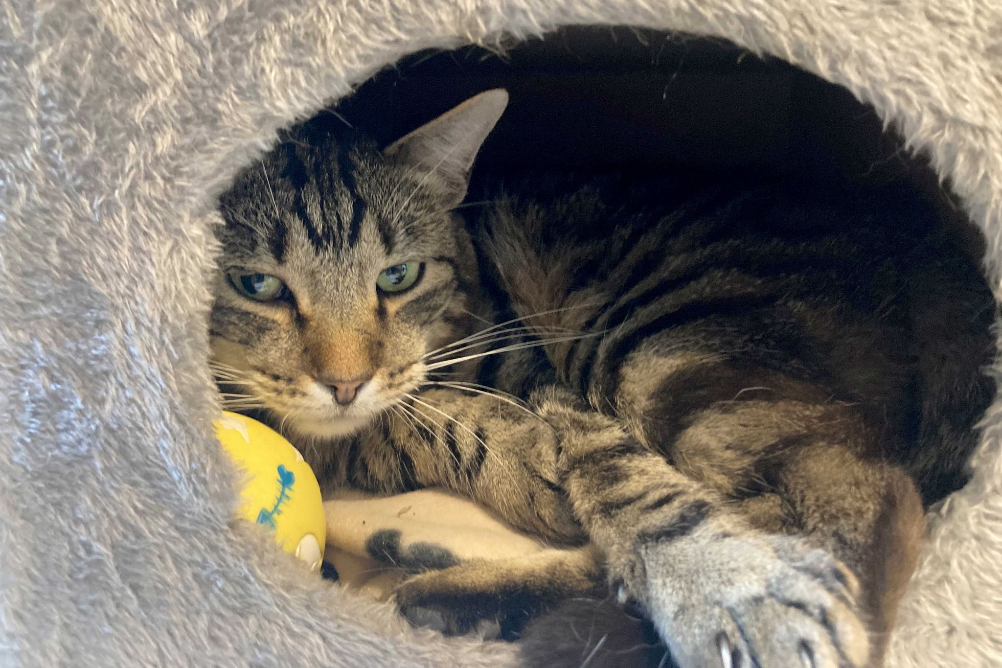 Kleine Notfelle – warum Straßenkatzen so leiden