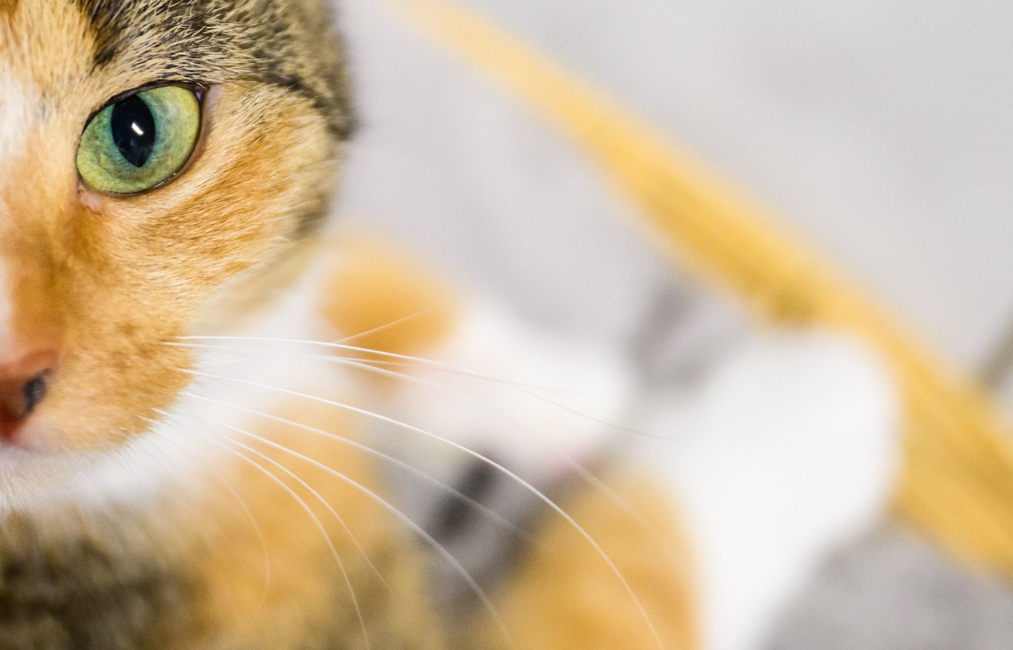 Neurowissenschaftler suchen Katzenbesitzer für Forschungszwecke