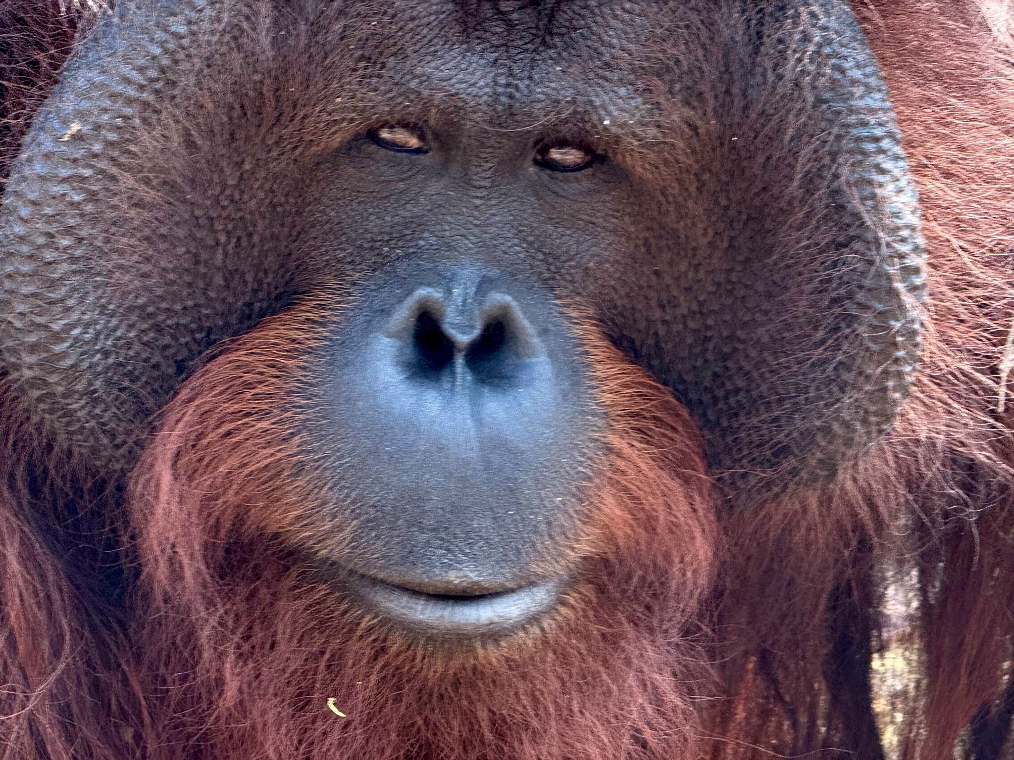 Orang-Utans in Gefahr: So kannst du helfen