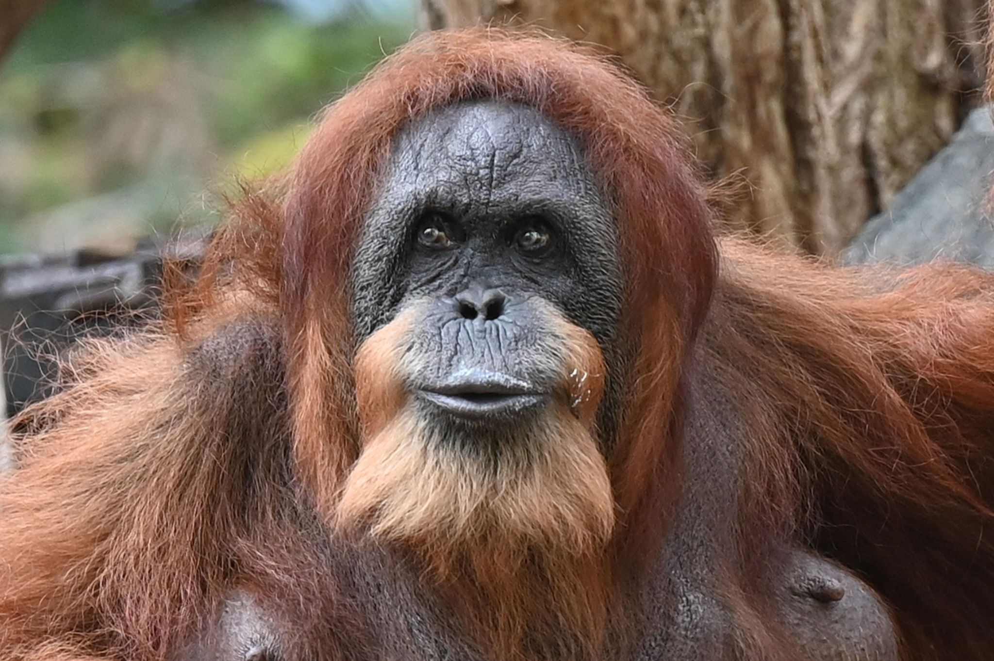 Wohl ältester Orang-Utan der Welt – Ziehsohn hält Bella fit