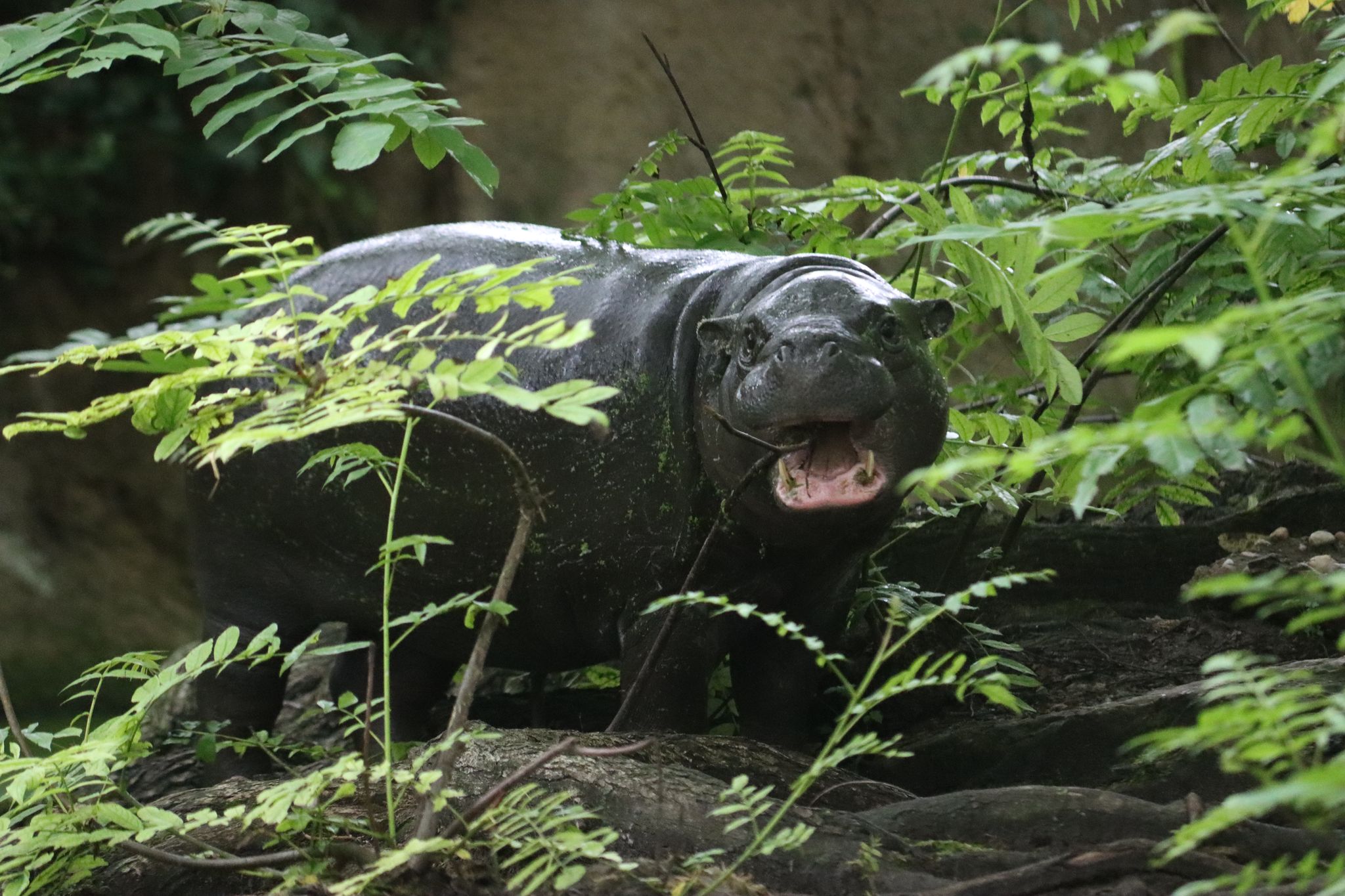 Beliebtes Mini-Hippo Toni zieht von Berlin nach Frankreich