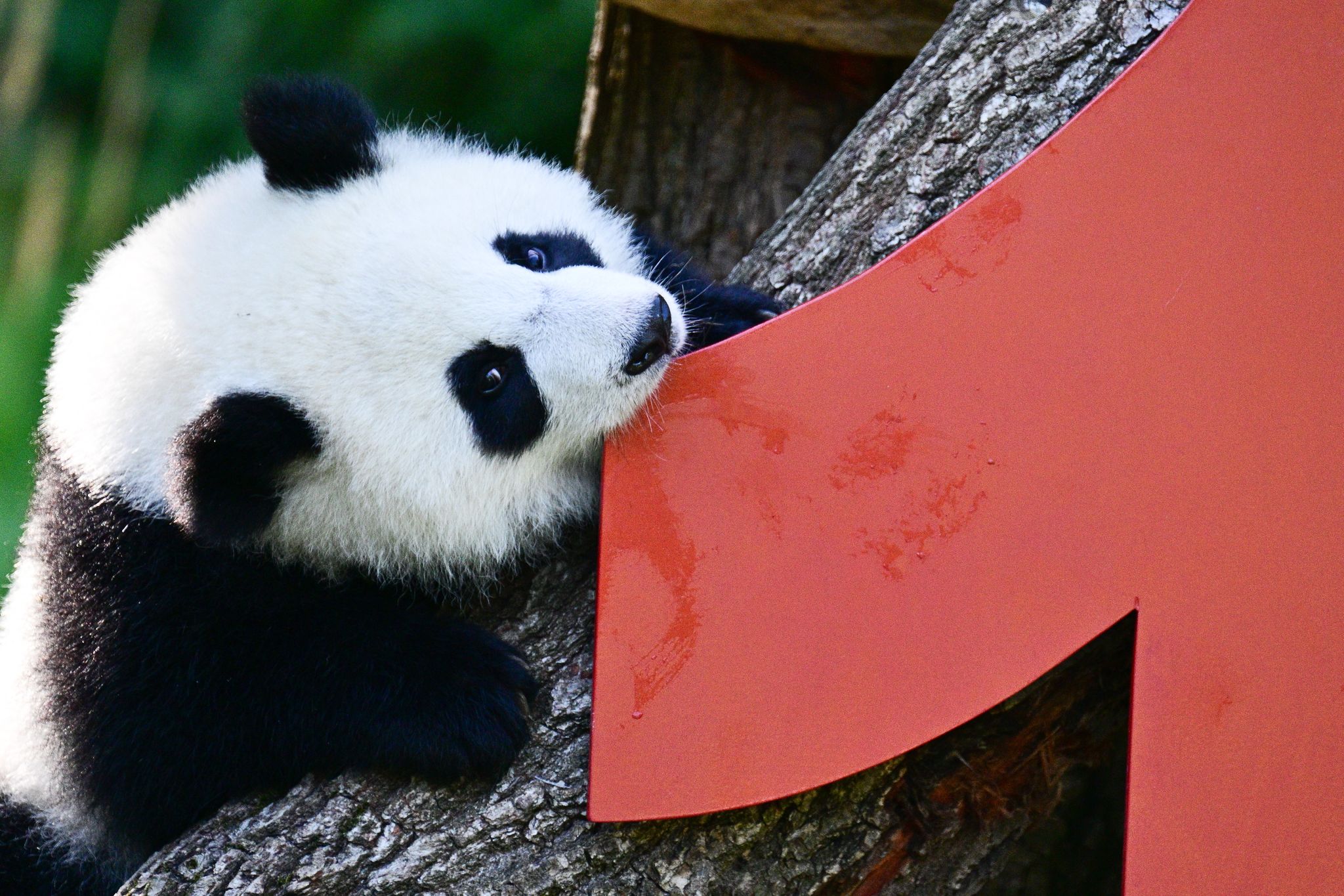 Faszinierende Entwicklung der Berliner Pandas Leni und Lotti