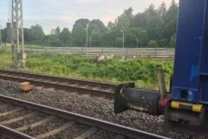 Padborg: Ziegen am Gleis verursachen Zugverspätungen