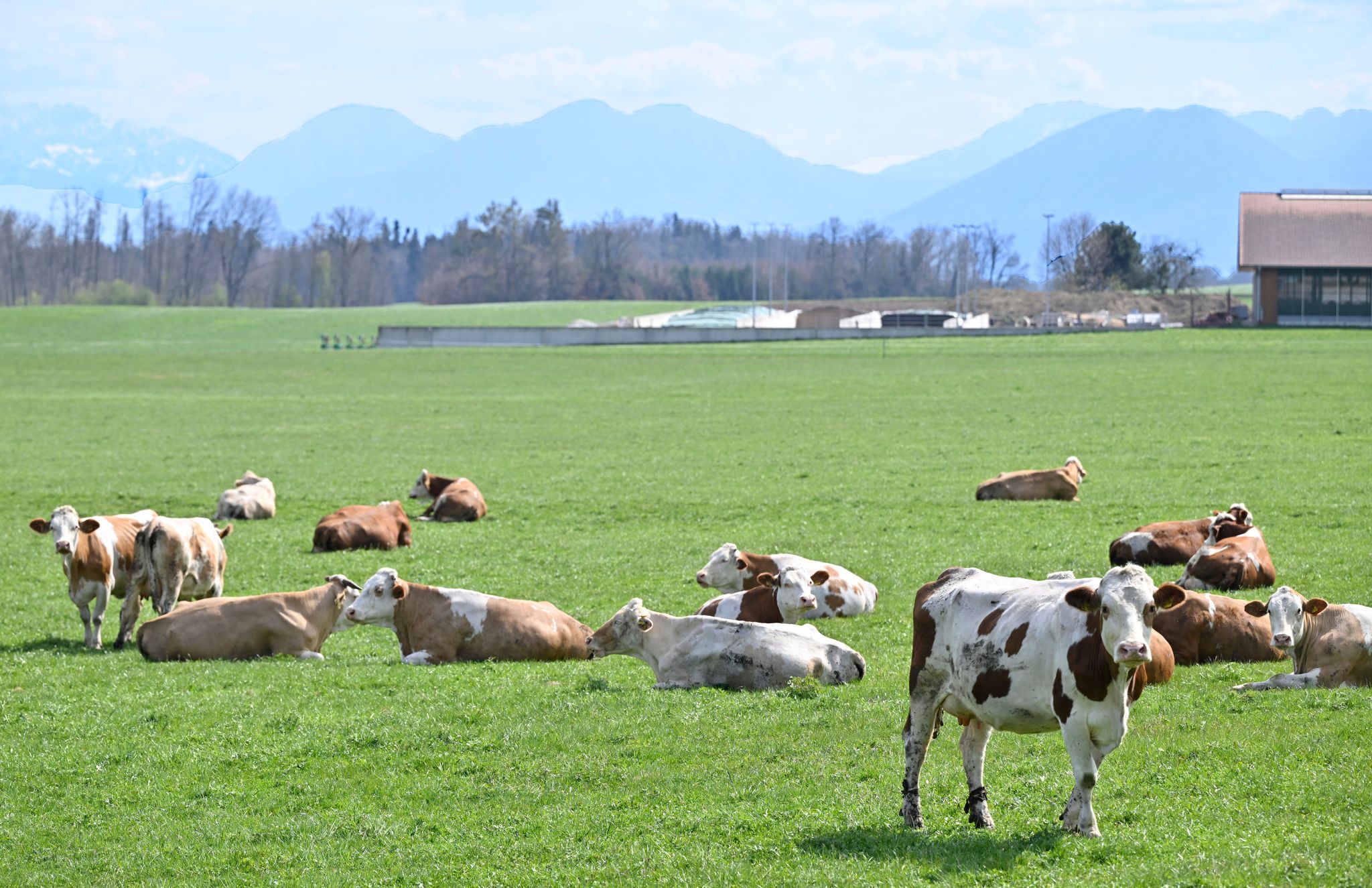 Rekordpreise bei Rindfleisch – Steak wird Luxusgut