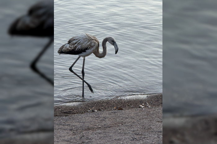 Titisee-Neustadt: Tierischer Tourist am Titisee